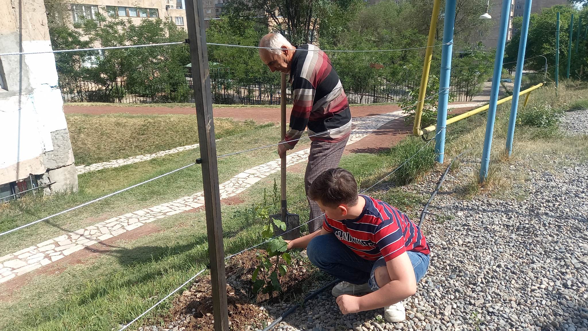 Խաղողի տնկում