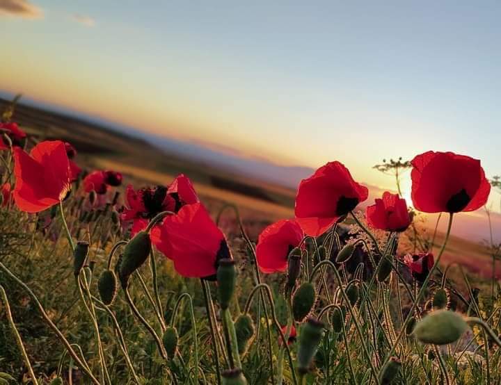 Արատեսի գույները