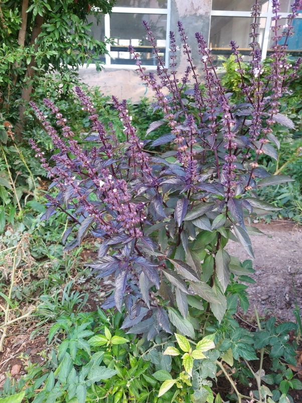 Plantas de nuestra escuela