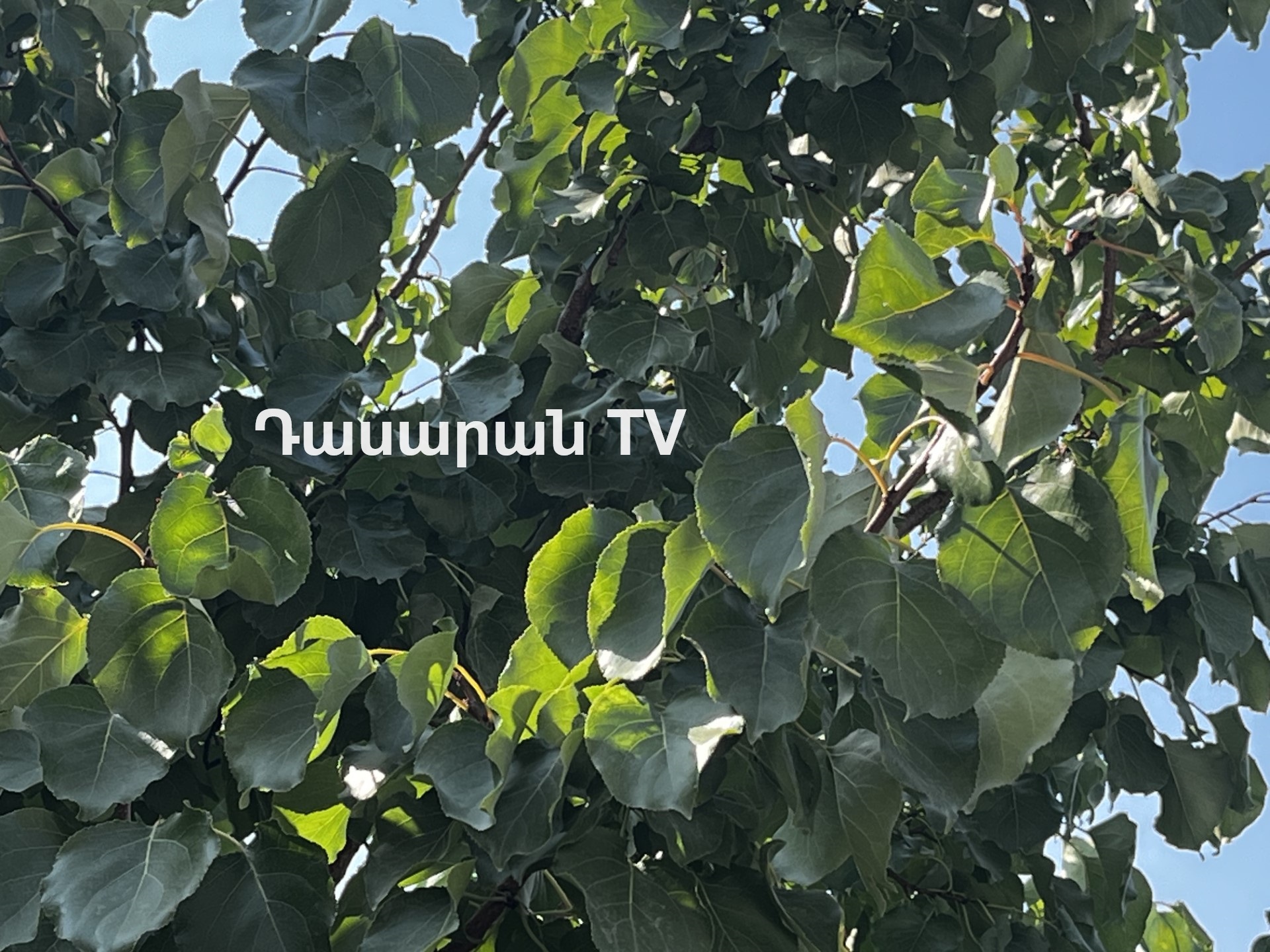 Դասարան TV 4