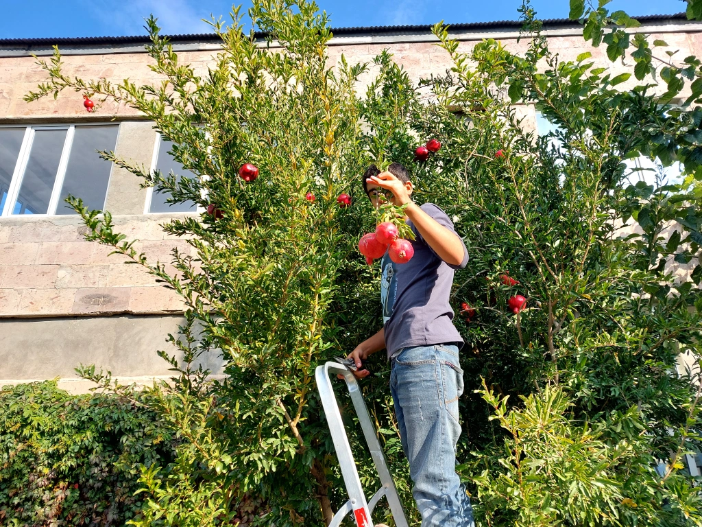 Հաղորդում 8։ Բերքահավաք