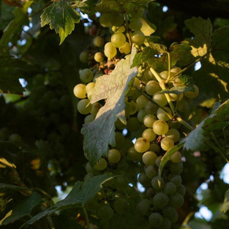 Խաղողածես