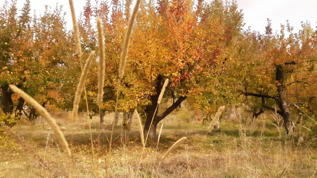 Ուսումնական աշուն