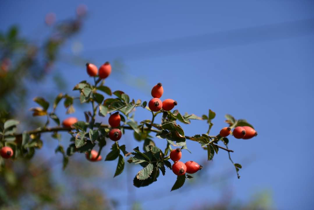 Սահյանական օրեր