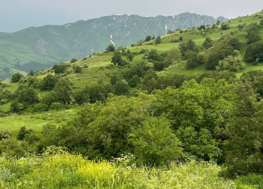 Մայրենիի հունիսյան ֆլեշմոբ