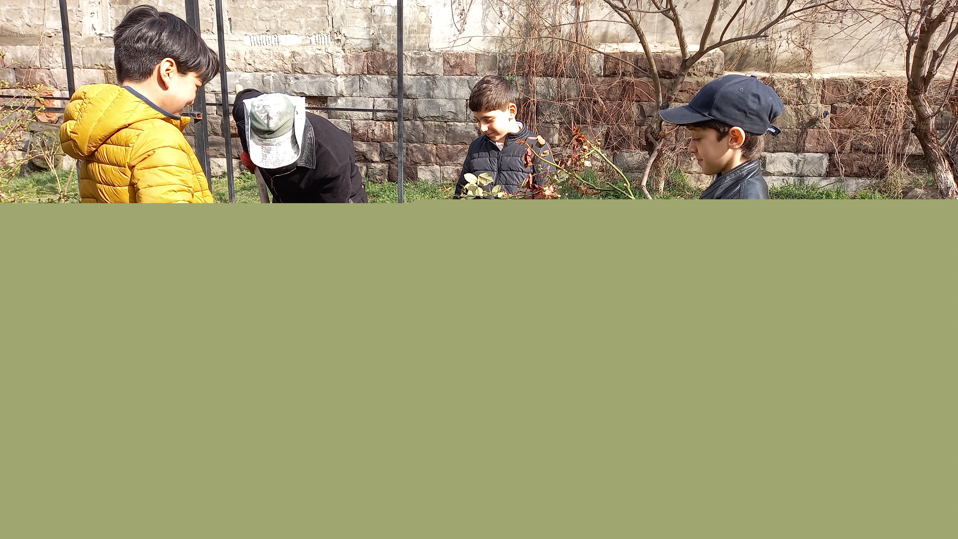 Վարդատունկ Հյուսիսում