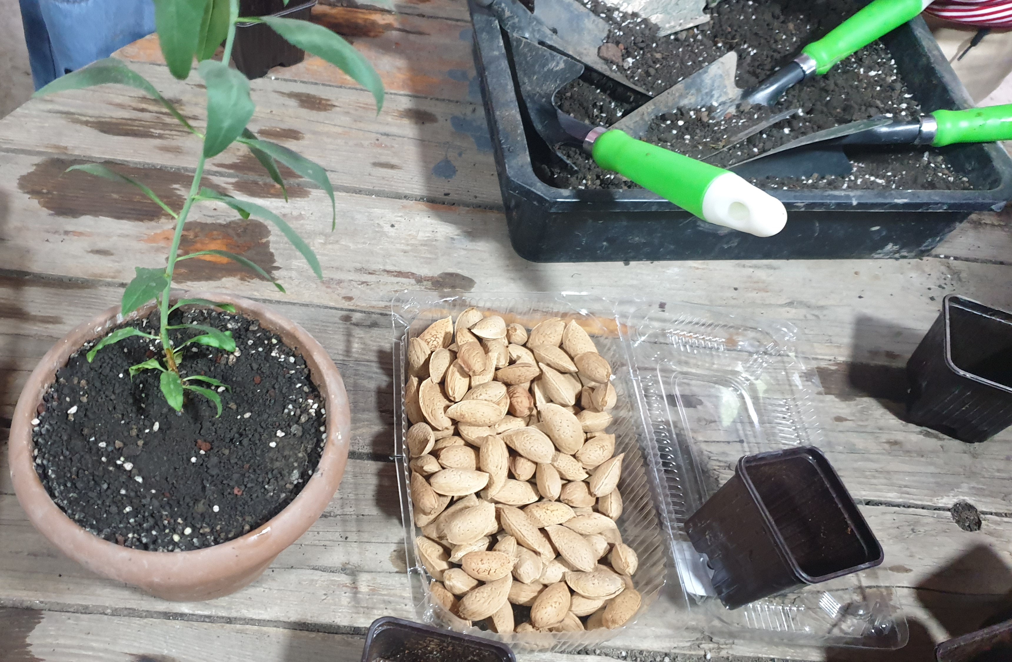 Proyecto "Día verde"