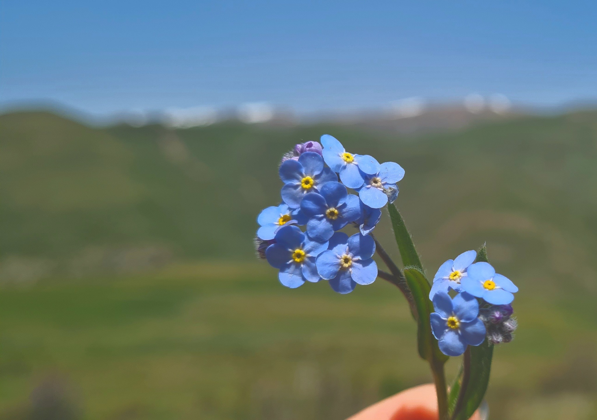 Ռուսերենի ֆլեշմոբ
