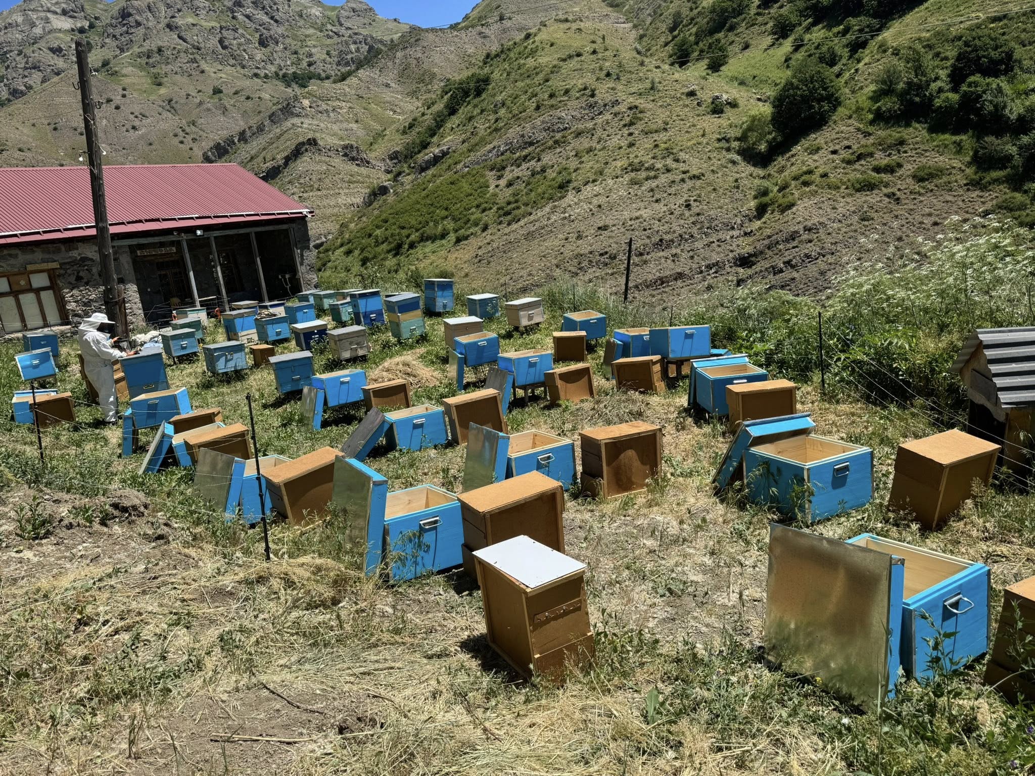 Նոր մեղվաընտանիքների գալուստը Արատես
