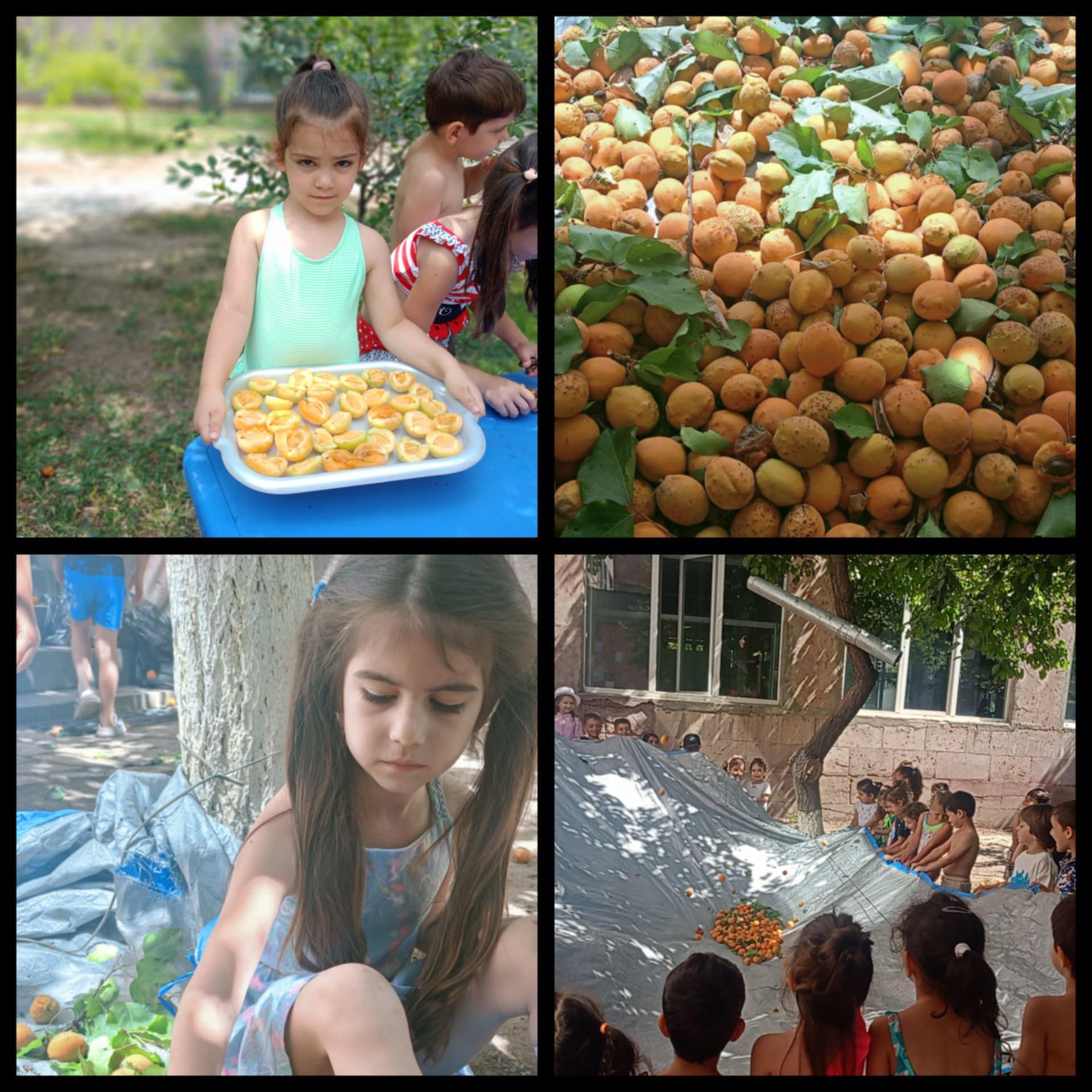 Բերքահավաք