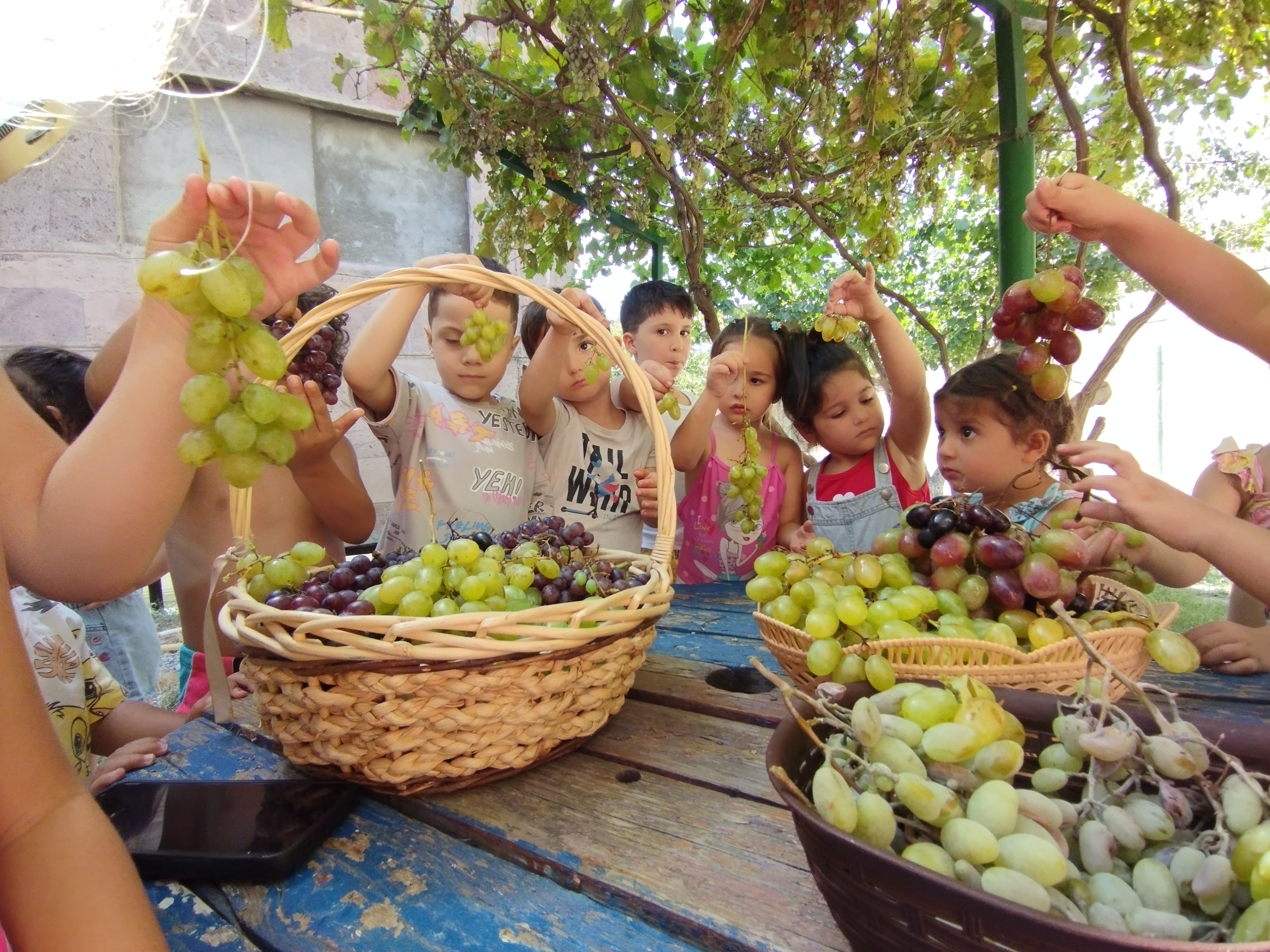 Խաղողածեսը Հարավում