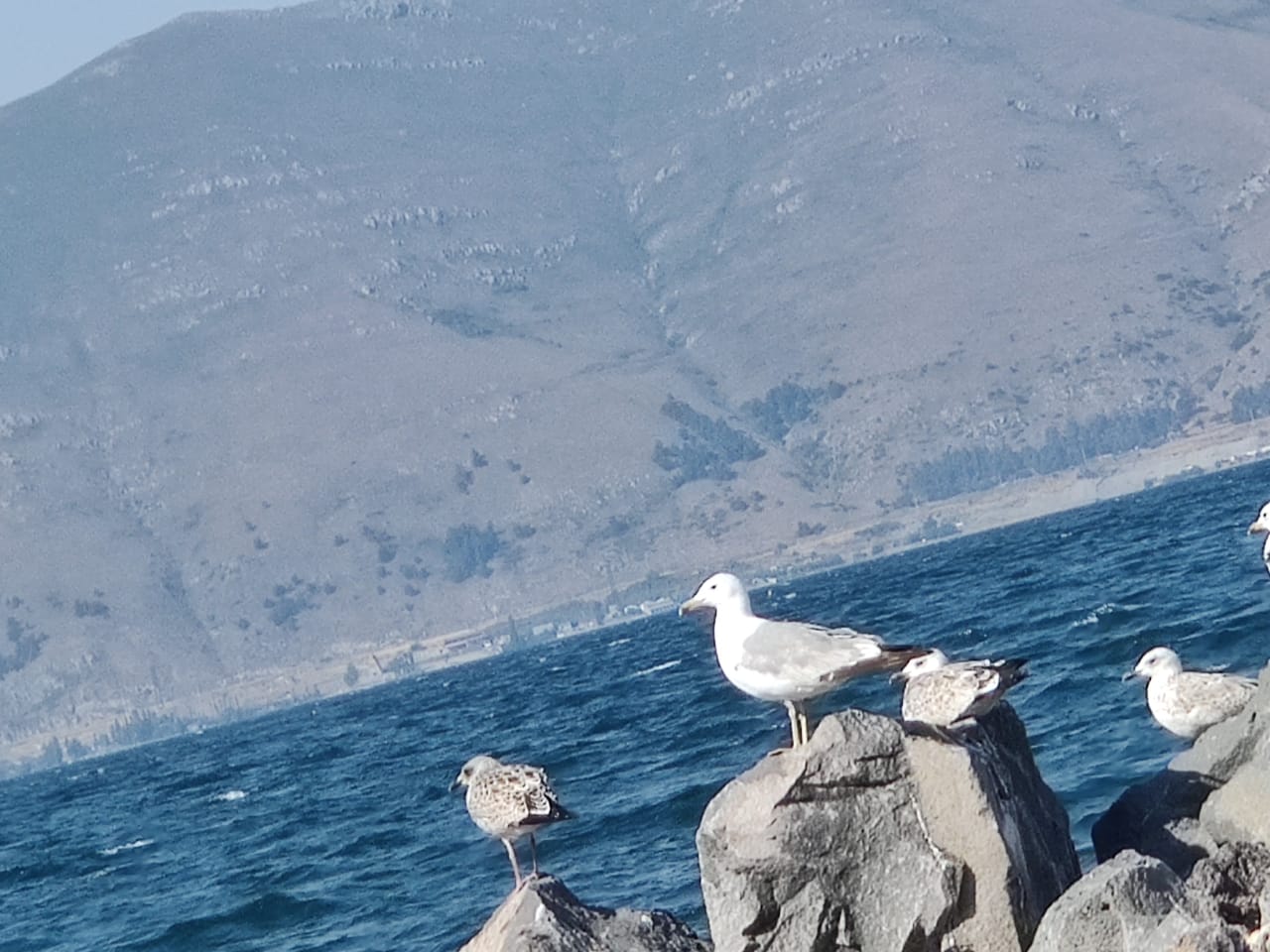 Մայրենիի ֆլեշմոբ: Սեպտեմբեր