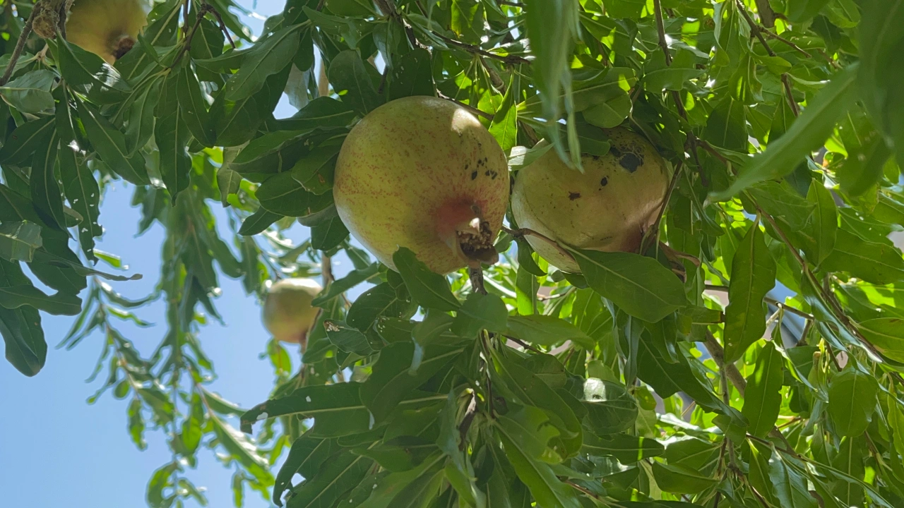 Մայրենիի մասնախմբի հավաք