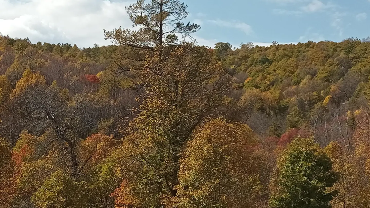 Осенний день в Меградзоре