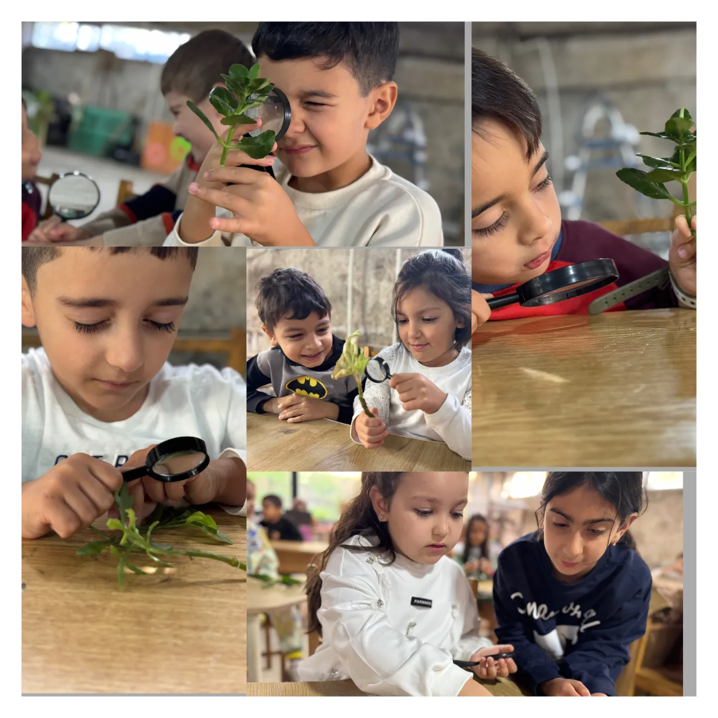 Բույսերի կտրոնների ուսումնասիրում