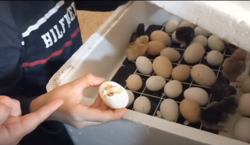 Հետազոտական նախագիծ․ ձվից՝ ճուտ