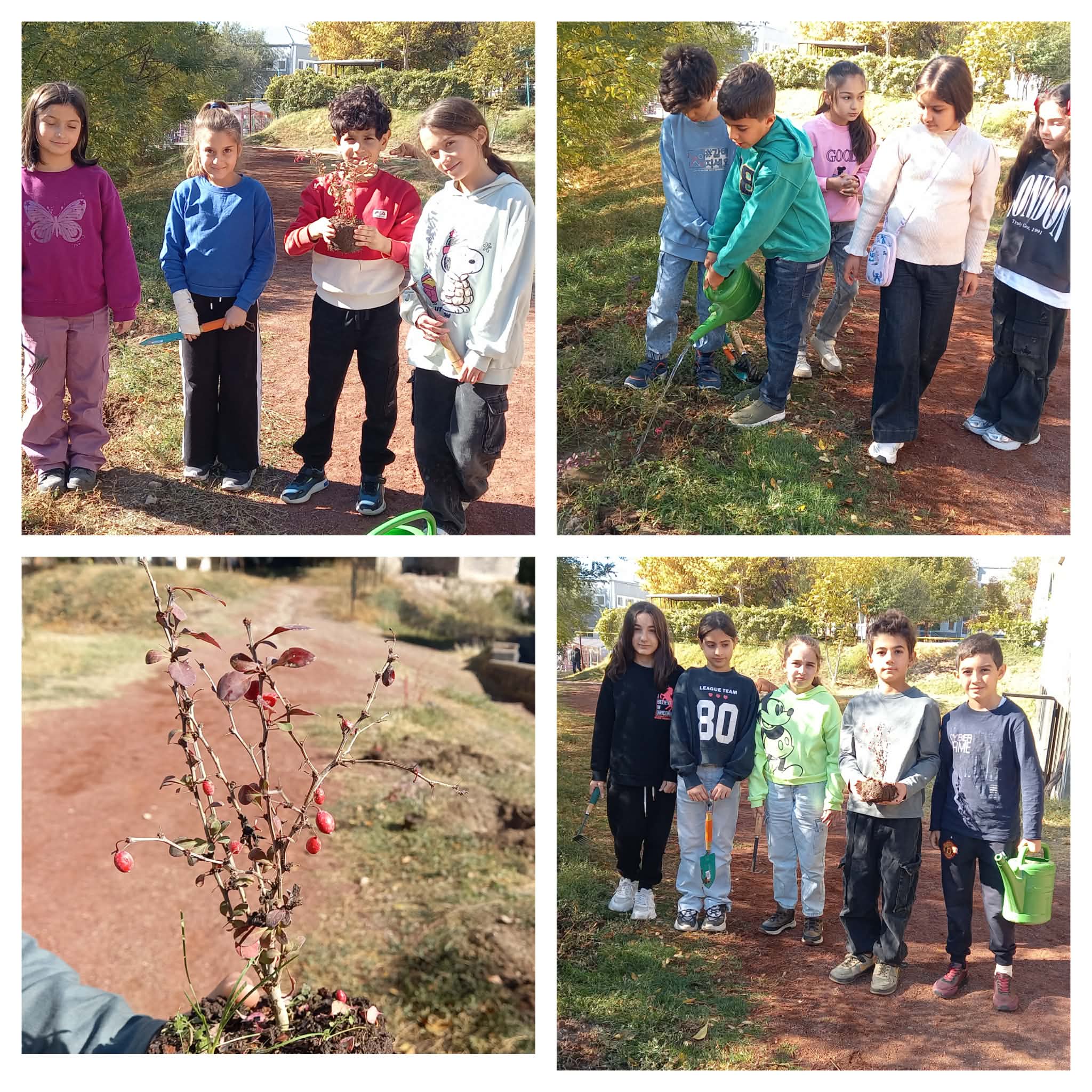 Ծորենի (բարբարիսի) թփեր ենք տնկում