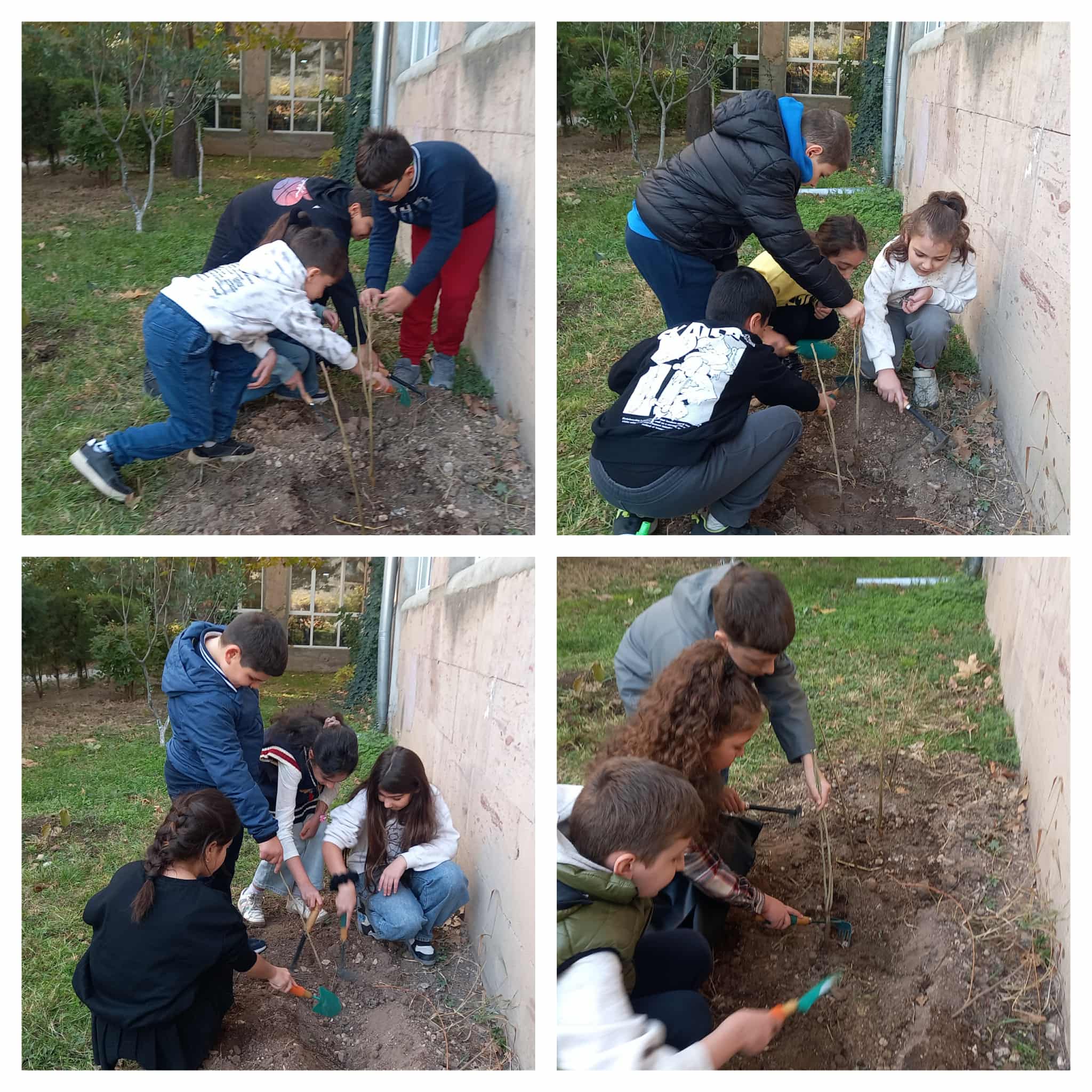 Սիրիական վարդերի և բաղեղների տնկում