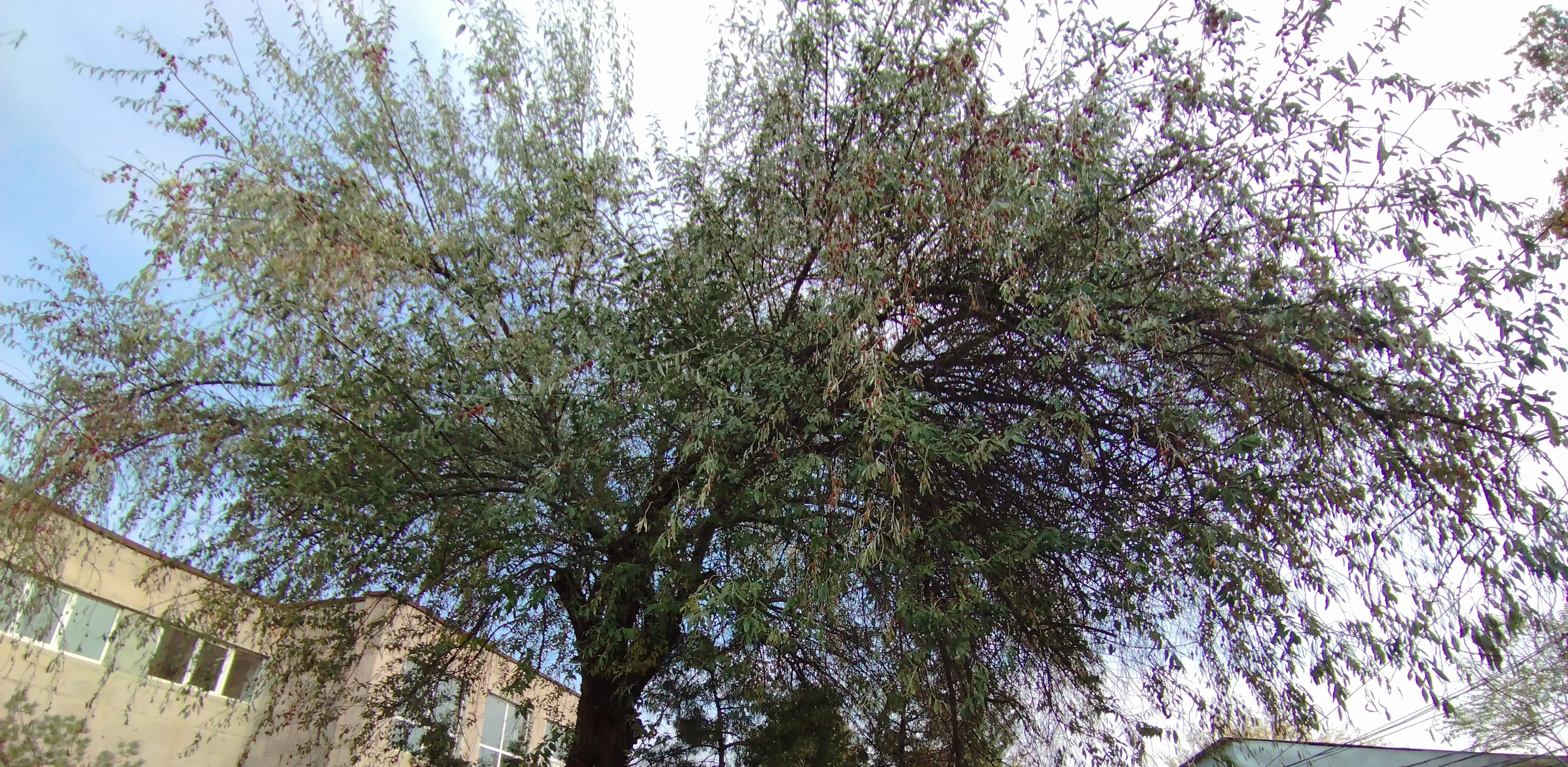 Հարավի փշատը