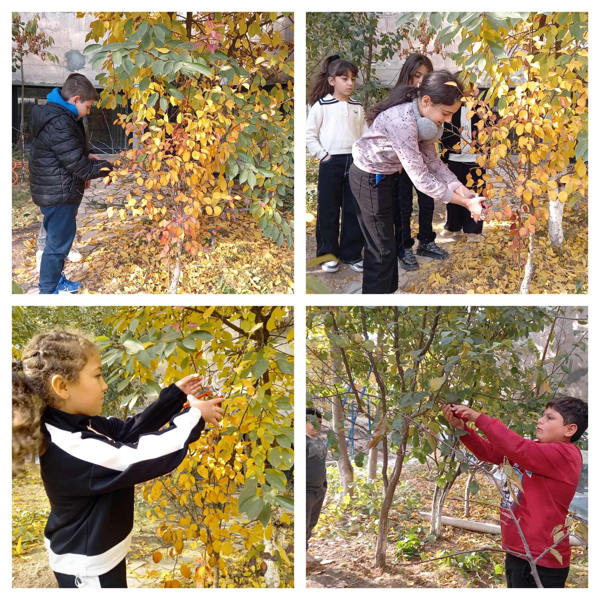 Աշնանային էտ