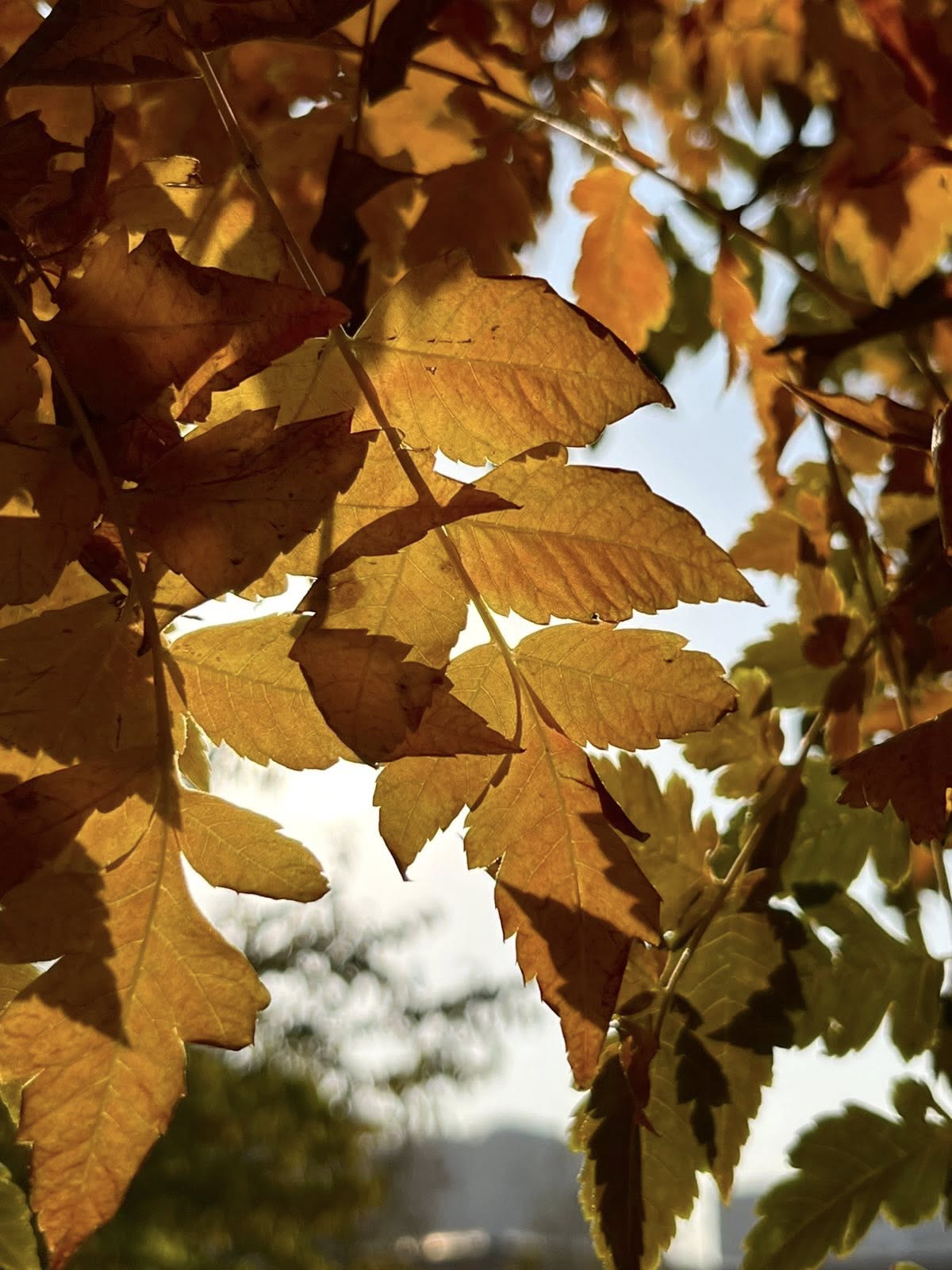Ռուսերենի ֆլեշմոբ։ Նոյեմբեր