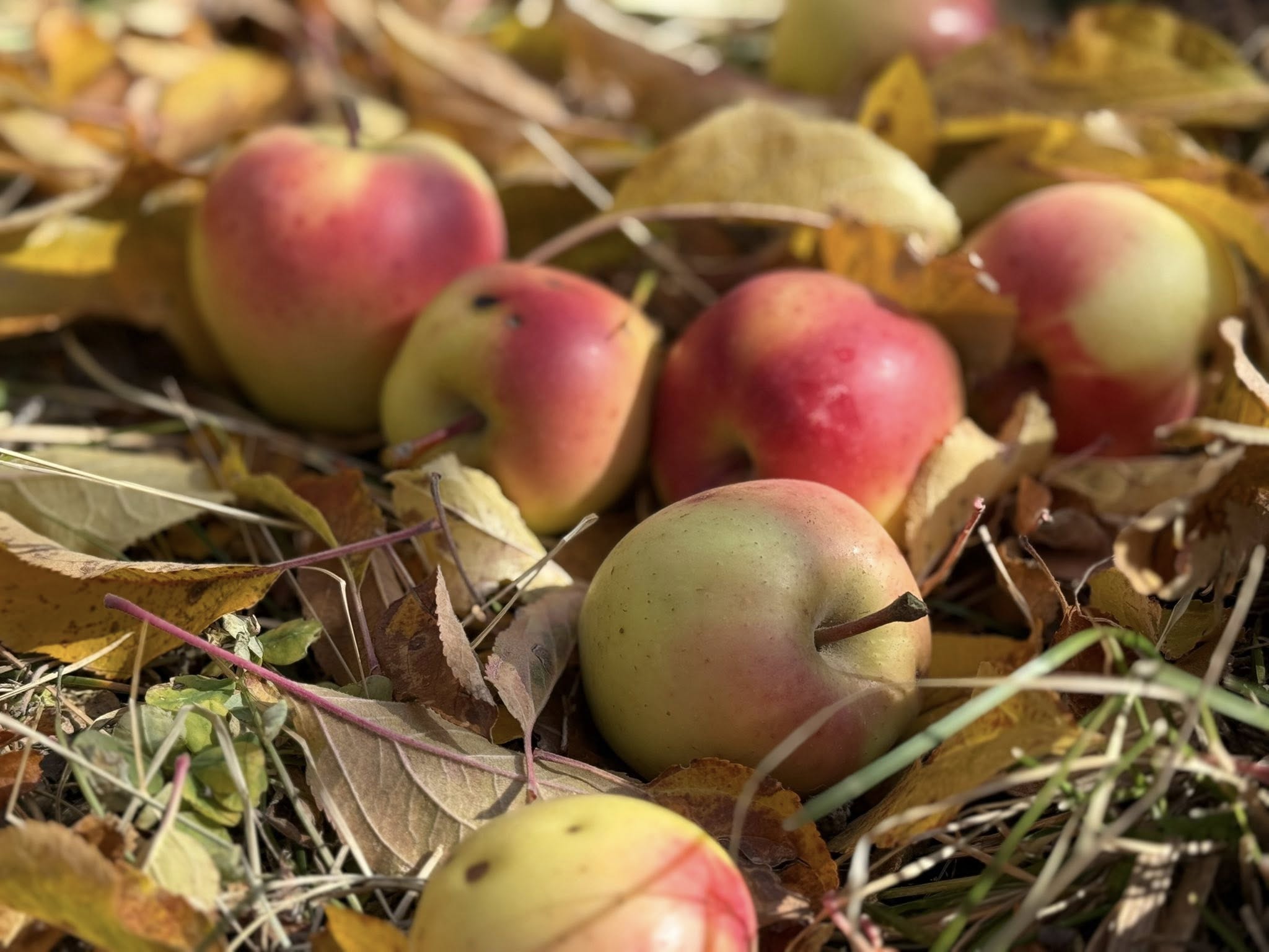 Դեկտեմբերի 1-19