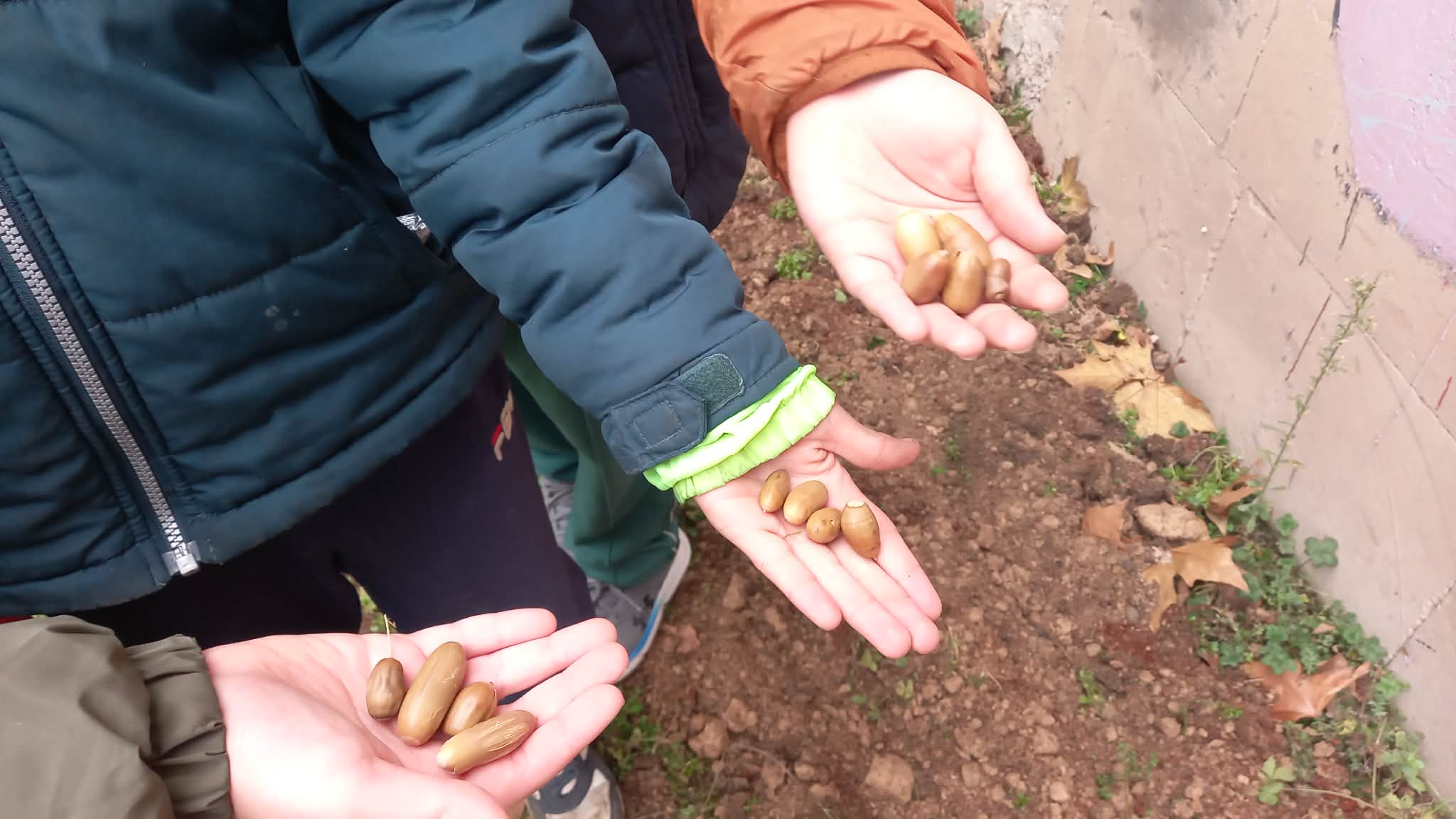 Կաղնու սերմեր ցանեցինք