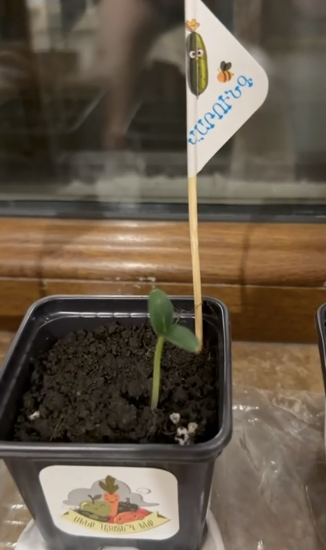 Mi regalo de Navidad