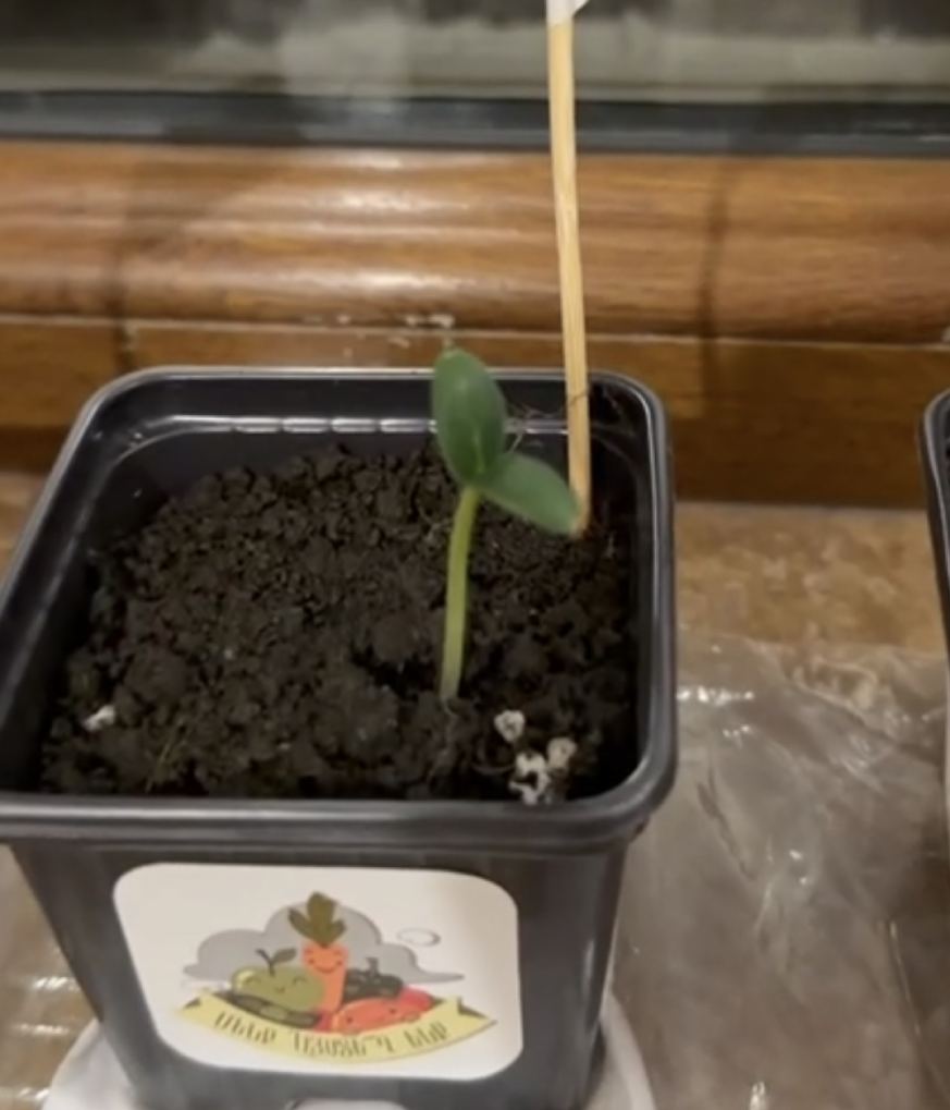 Mon cadeau du Nouvel An