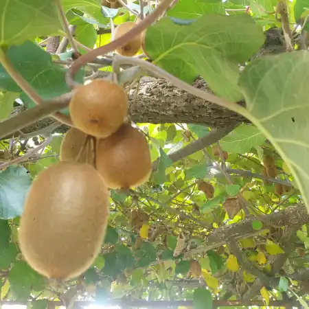 Վրացական խոհանոցի ամենատարածված ուտեստների ստեղծման պատմությունը