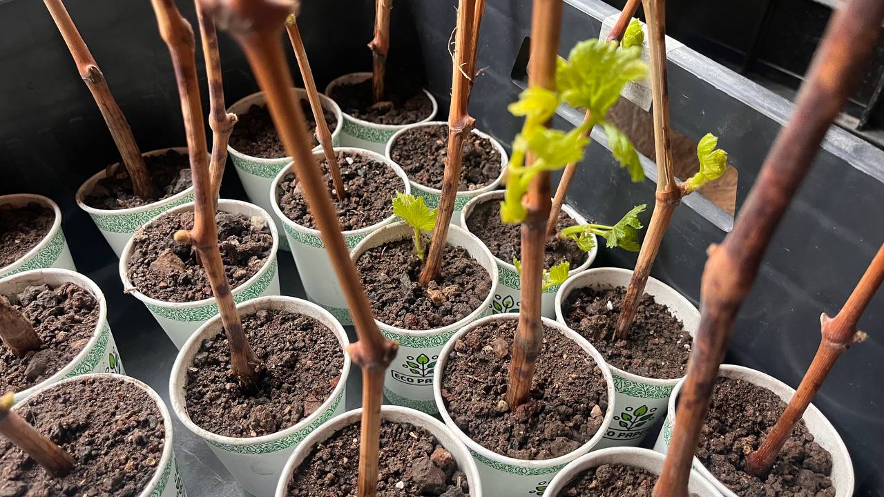 Խաղողի բազմացում շիվերով