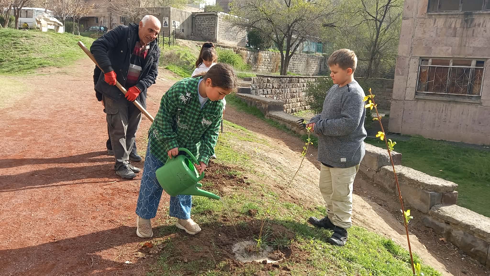 Ֆորզիցիայի թփերի տնկում