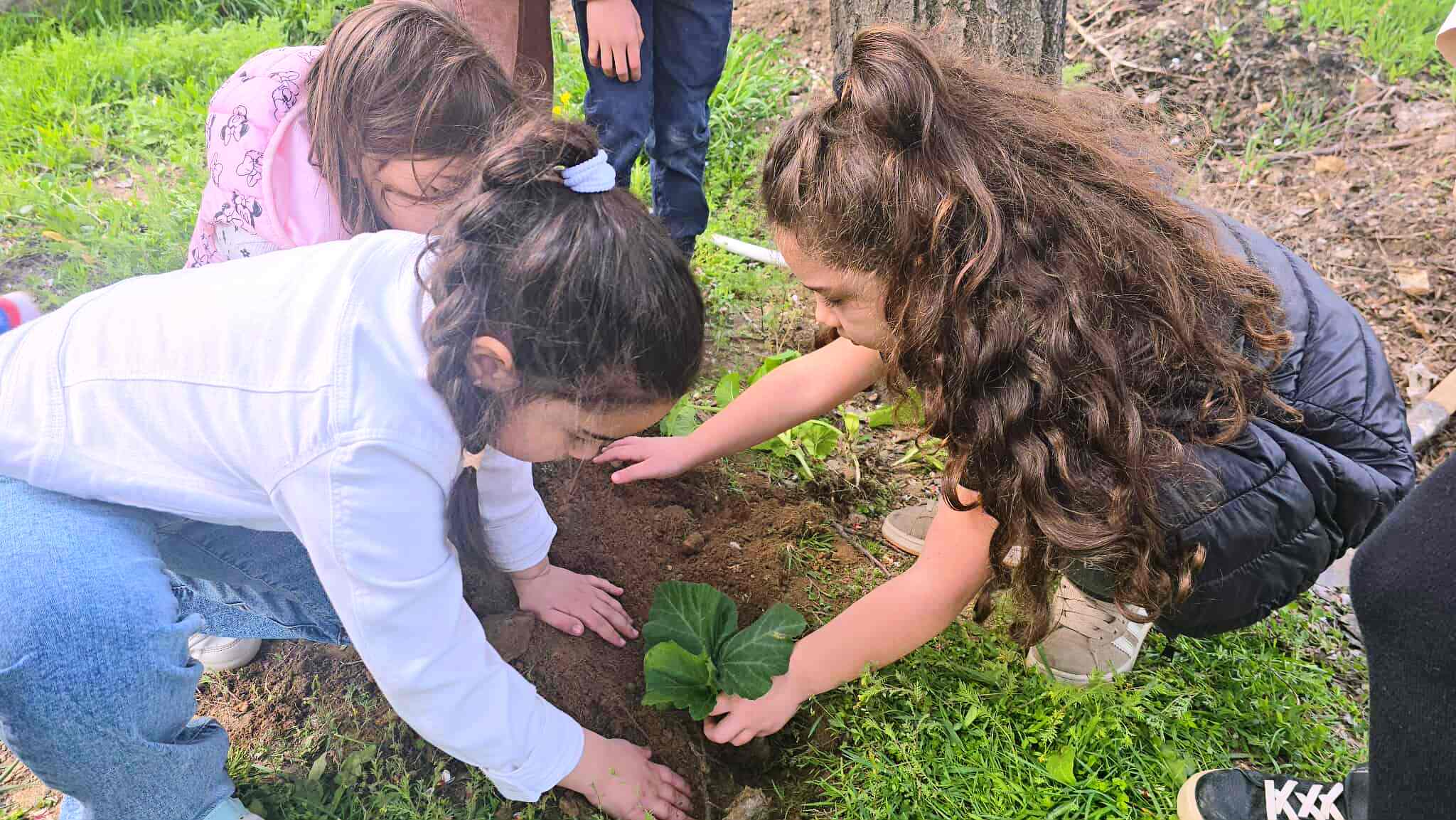 Դդումներ ագարակում