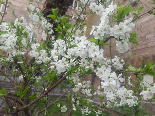 Մայրենիի ֆլեշմոբ․ ապրիլ