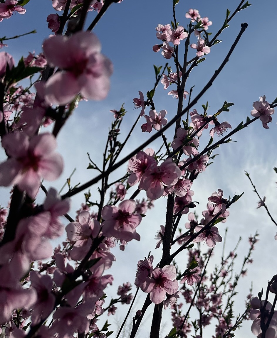 Տարբերվողները 