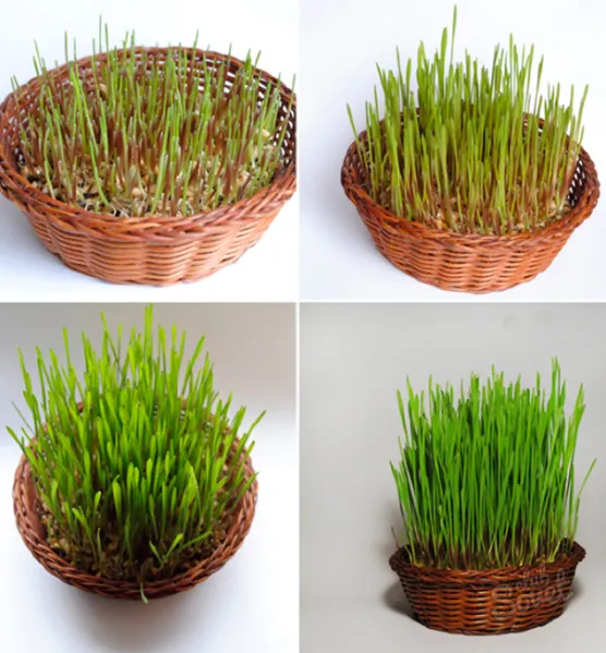 Զատկածեսն ընտանիքում. նախագծի ամփոփում