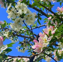 Как мы с мамой гуляем весной