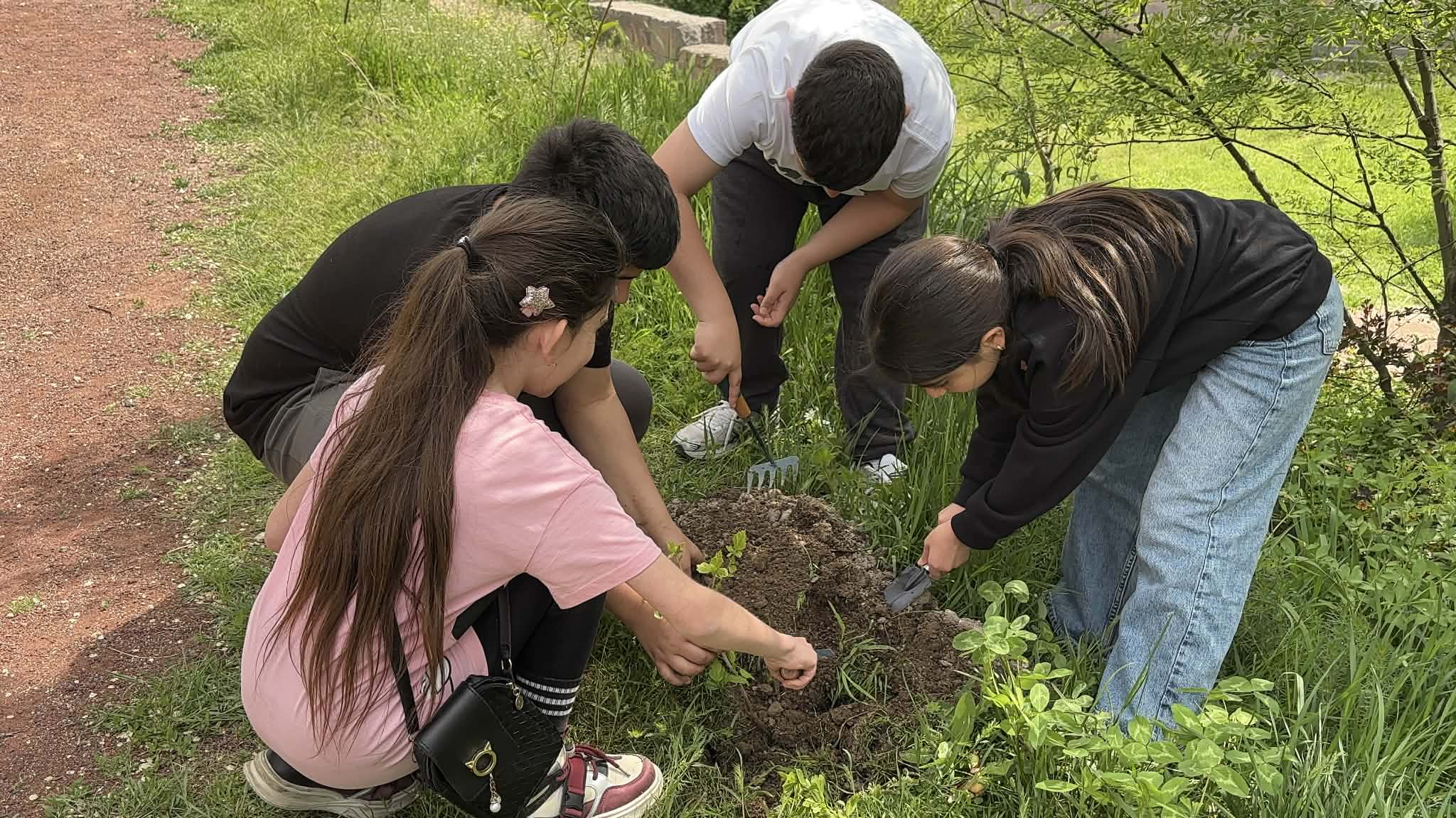 Սիրիական վարդերի տնկում