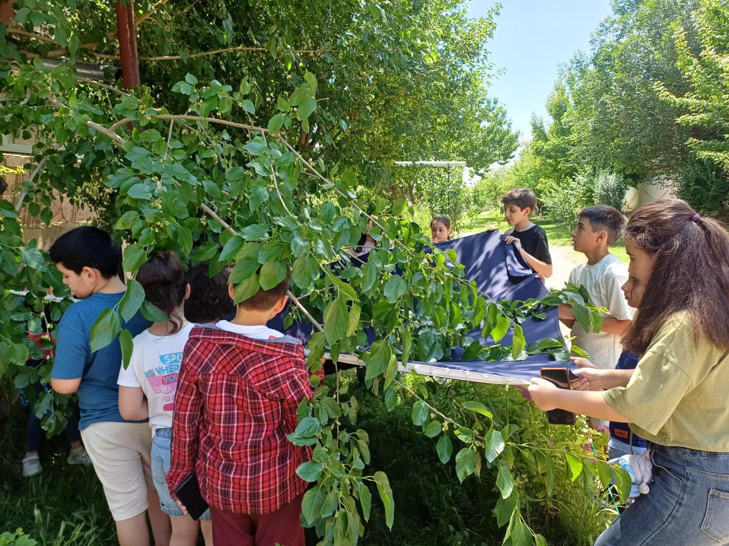 Թութ թափ տալու ծեսը Արևմտյան դպրոցում