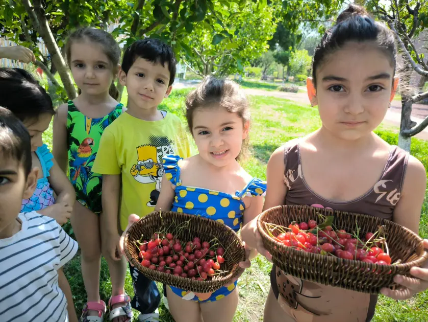 Բալի բերքահավաք