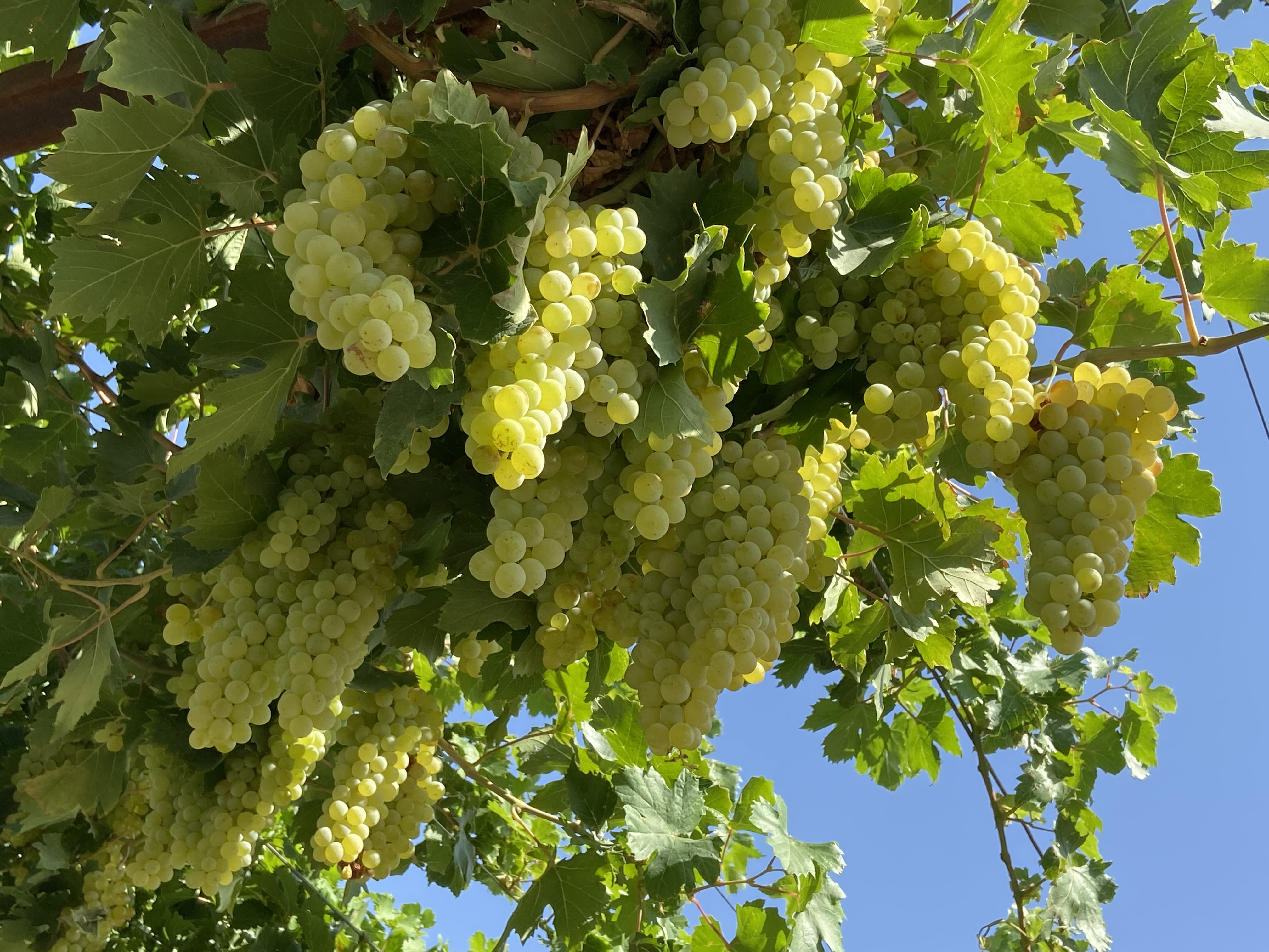 Բնագիտության ֆլեշմոբ