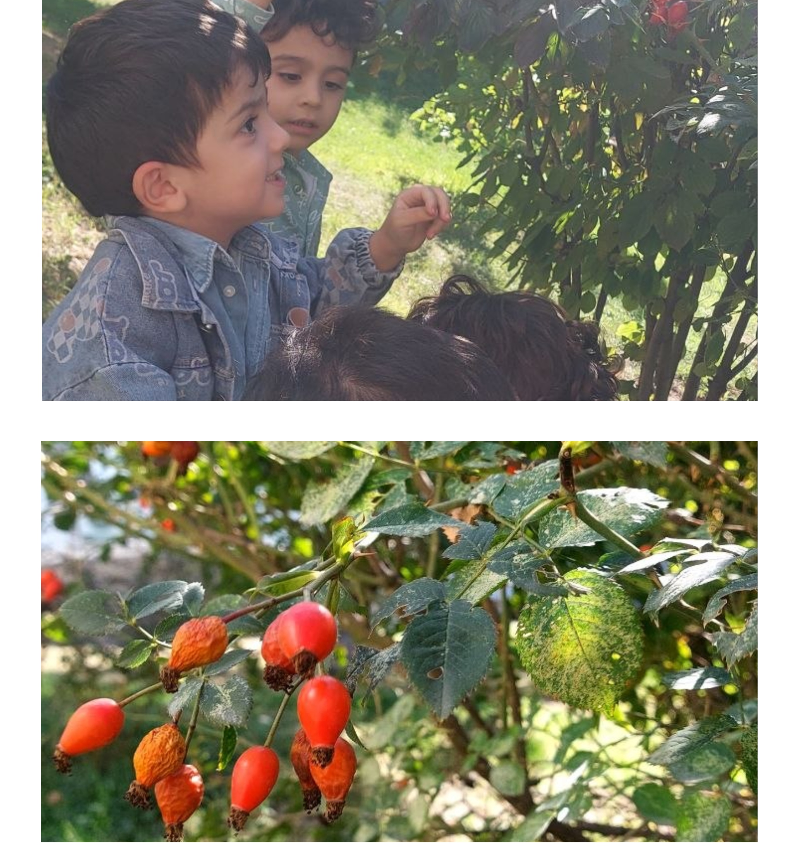 Բերքահավաք