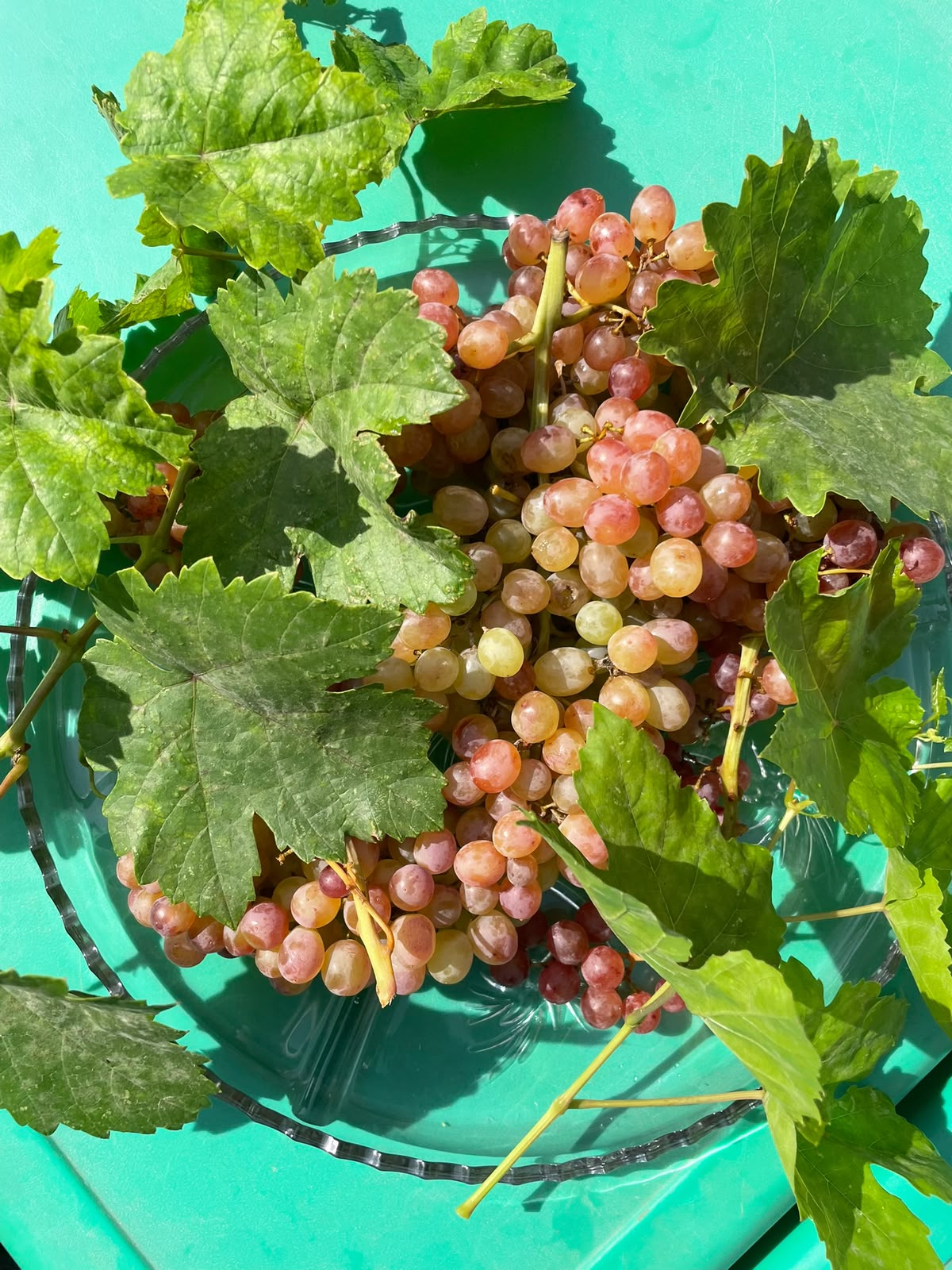 Ուսումնասիրում ենք խաղողը
